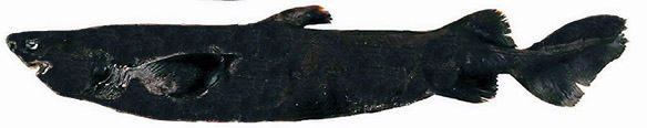 Scymnodon ringens_09.jpg